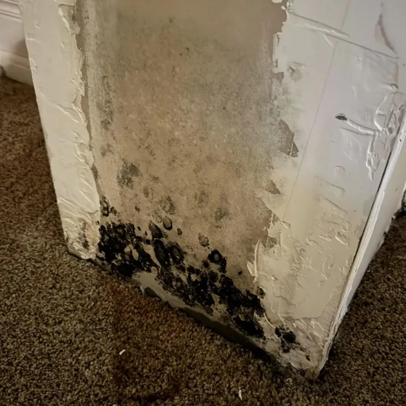 Professional Mold Removal in Thompsonville, PA